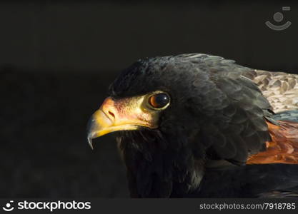 Close up of head of Harris Hawk.