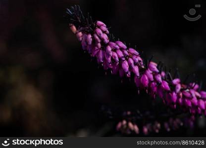 Close-up of heathers flower, Calluna Vulgaris on natural blurredbackground. Close-up of heathers flower, on natural blurredbackground