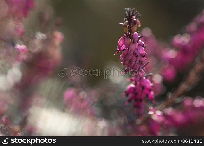 Close-up of heathers flower, Calluna Vulgaris on natural blurredbackground. Close-up of heathers flower, on natural blurredbackground