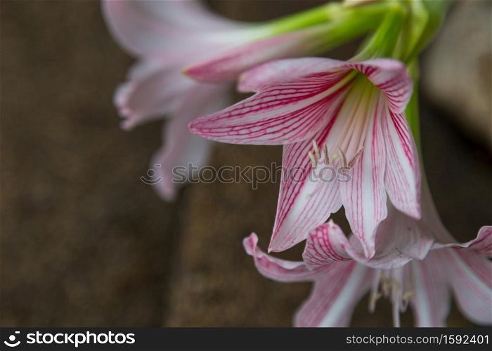 close up of Hippeastrum flower white and pink on green background