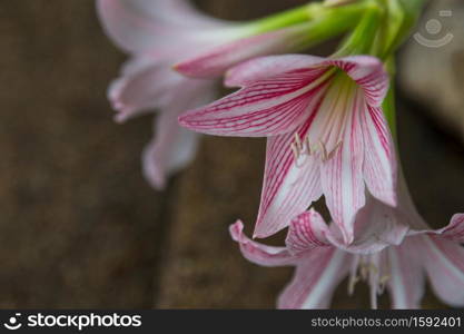 close up of Hippeastrum flower white and pink on green background