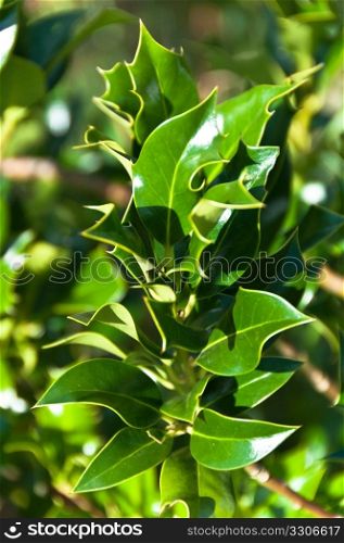 Close-up of holly bush - bright green leaves shining in the sunligth
