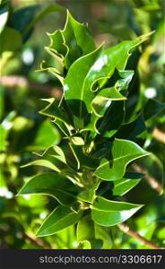 Close-up of holly bush - bright green leaves shining in the sunligth