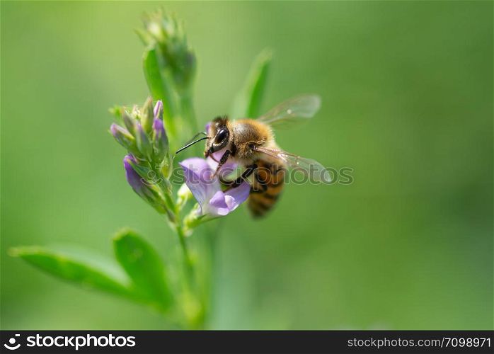 Close-up of honey bee pollinates alfalfa flower on natural background. Honey bee pollinates alfalfa flower on natural background