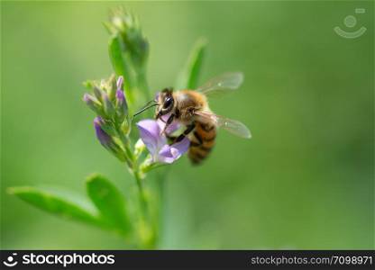 Close-up of honey bee pollinates alfalfa flower on natural background. Honey bee pollinates alfalfa flower on natural background