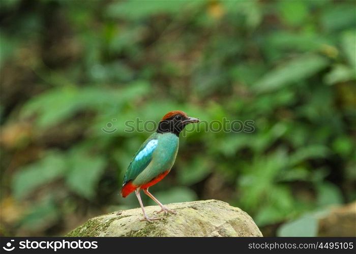 close up of Hooded Pitta (Pitta sordida) in nature