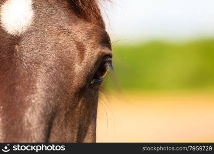 Close up of horse animal eye snout.