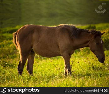 Close up of horse eating grass in the field, head horse eating grass in the field, A horse in a meadow