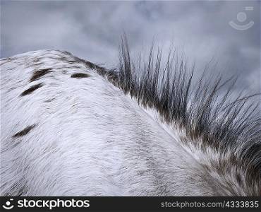 Close up of horse?s mane