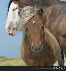 Close-up of horses, Bonavista, Bonavista Peninsula, Newfoundland And Labrador, Canada