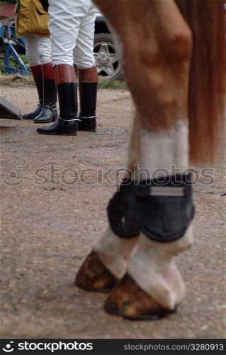 Close up of horses leg.