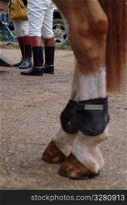 Close up of horses leg.