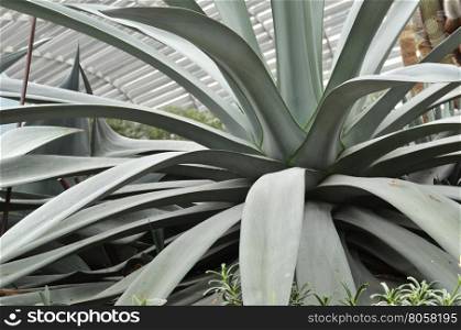 Close up of huge agave plants in Flower Dome at Gardens by the Bay, Singapore
