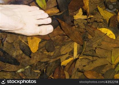 Close-up of human feet on dried leaves