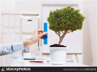 Close up of human hand measuring plant in pot with ruler