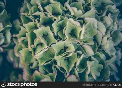 Close up of hydrangea flowers in a french market