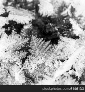 Close-up of ice crystals on a leaf in winter, Banff National Park, Alberta, Canada