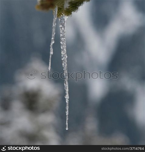 Close-up of icicles formation, Whistler, British Columbia, Canada