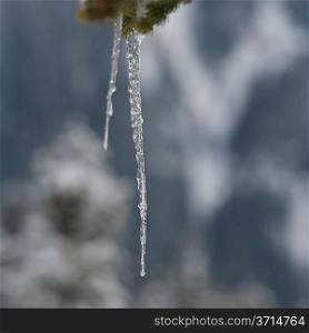 Close-up of icicles formation, Whistler, British Columbia, Canada