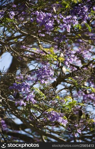 Close-up of Jacaranda tree blooming with purple flowers in Maui, Hawaii.