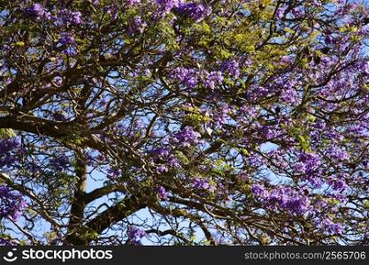 Close-up of Jacaranda Tree blooming with purple flowers in Maui, Hawaii.