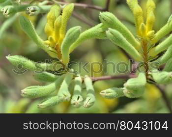 Close up of Kangaroo paw plants on display in the Flower Dome at Gardens by the Bay Singapore.