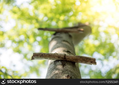 Close up of ladder rung on a tree, outdoors in the wood