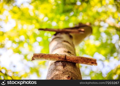 Close up of ladder rung on a tree, outdoors in the wood