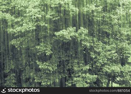 Close up of large tree during rain on display