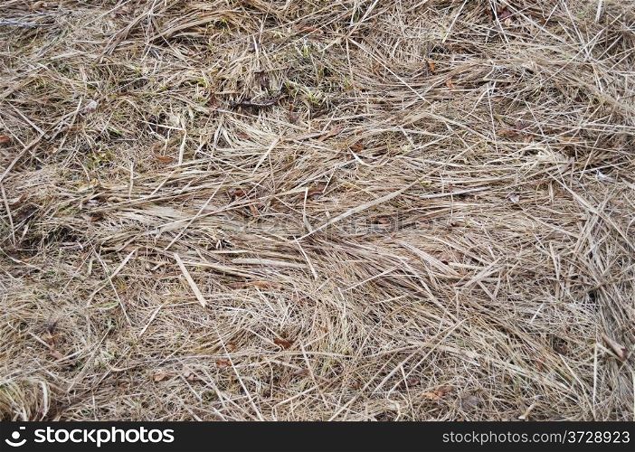 Close up of last year&rsquo;s dry grass background