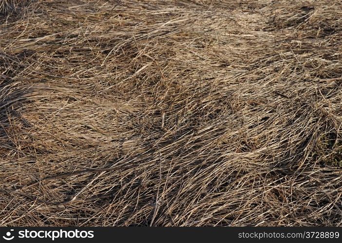 Close up of last year&rsquo;s dry grass texture