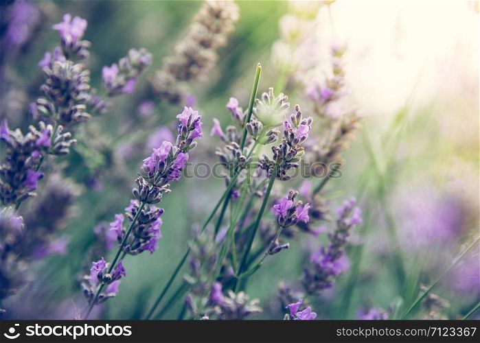 Close up of lavender blossoms on a lavender field, post card