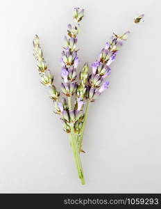 Close-Up Of Lavender Flower Against White Background