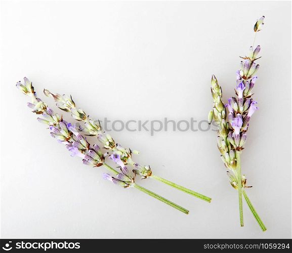 Close-Up Of Lavender Flower Against White Background