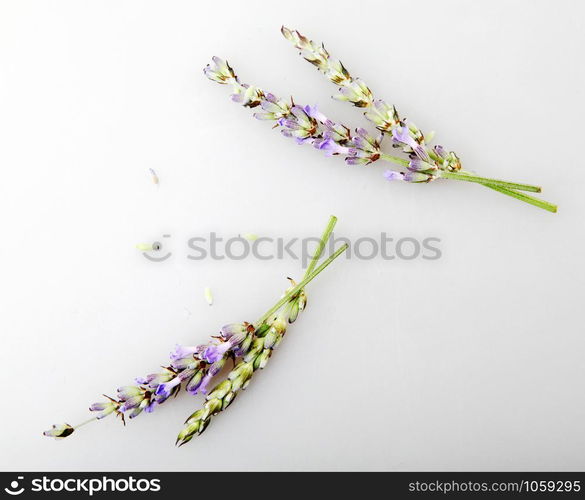 Close-Up Of Lavender Flower Against White Background