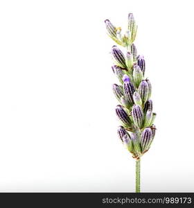 Close-Up Of Lavender Flower Against White Background