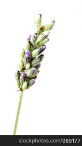 Close-Up Of Lavender Flower Against White Background