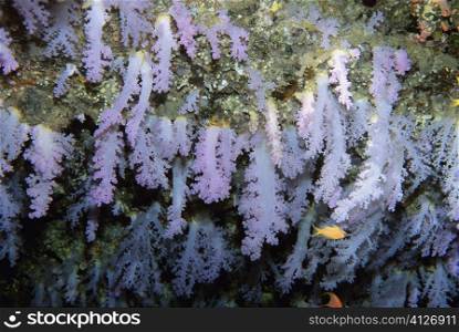 Close-up of lavender soft coral underwater, Maldives