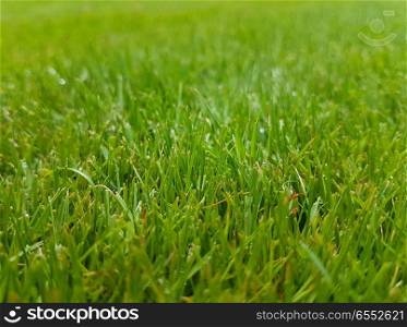 Close up of lawn in summer