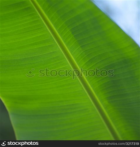 Close up of Leaf at Moorea in Tahiti