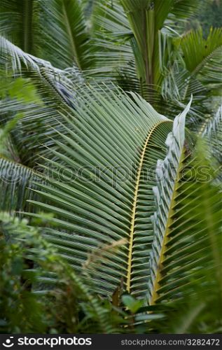 Close up of leaf foliage in Bali
