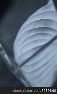 Close-up of leaf in vase.