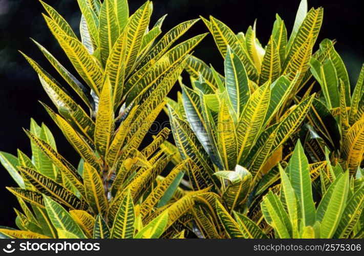 Close-up of leaves