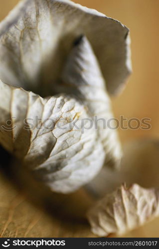 Close-up of leaves