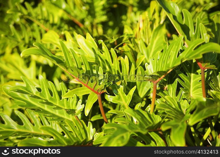 Close-up of leaves