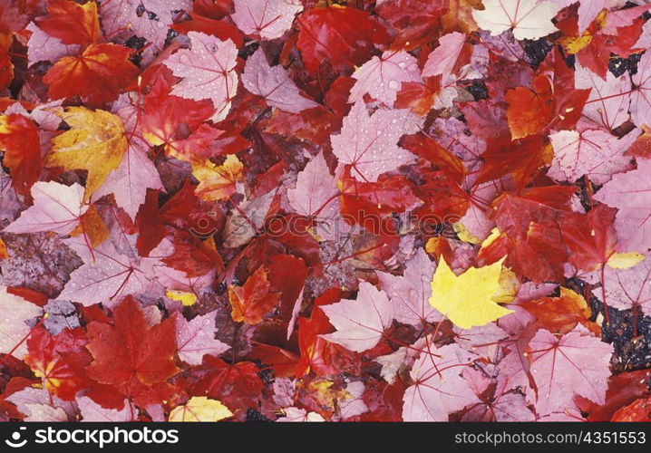 Close-up of leaves