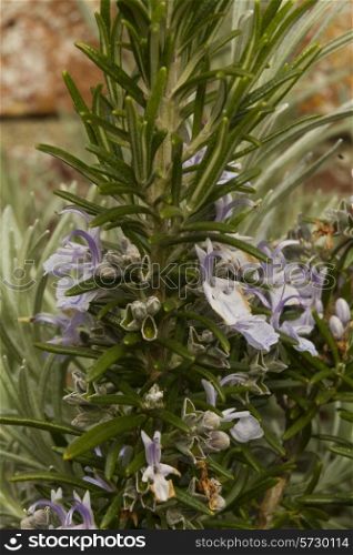 Close up of leaves and flower of Lavender, Lavandula.