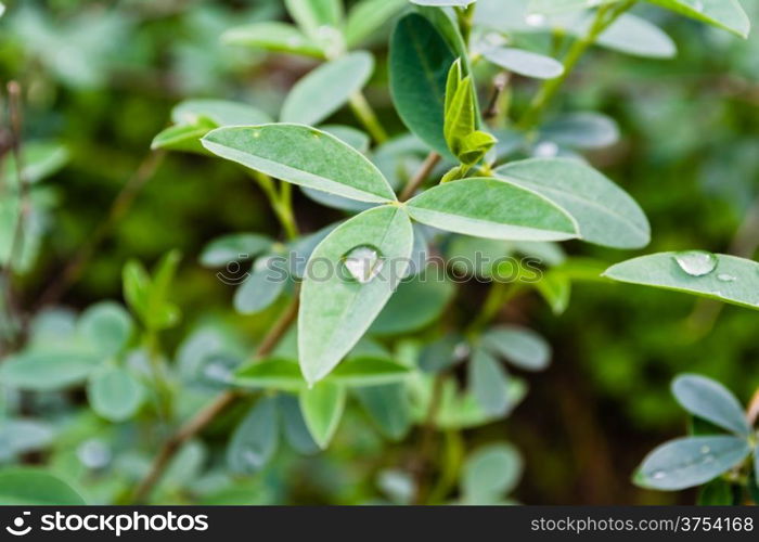 Close-up of leaves and water drops on them