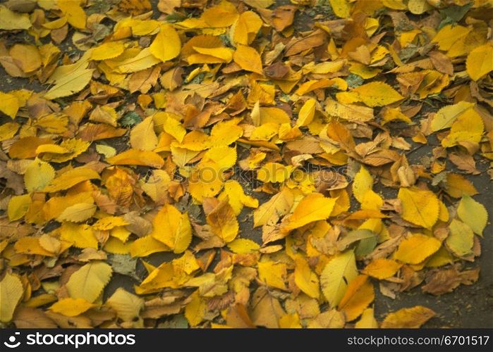 Close-up of leaves fallen on the ground