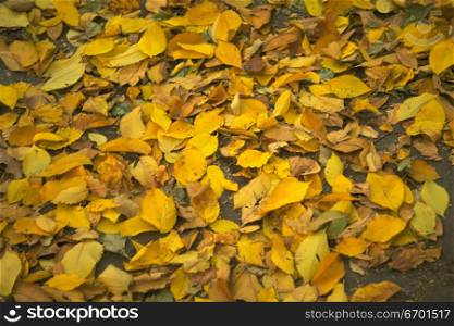 Close-up of leaves fallen on the ground